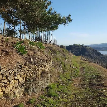 Les Vignes Ardechoises - Peuplier