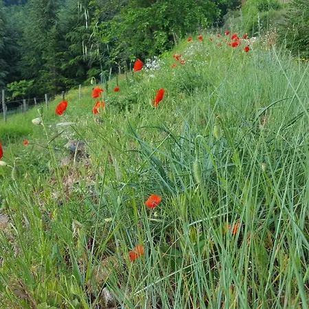 Les Vignes Ardechoises - Peuplier Sarras