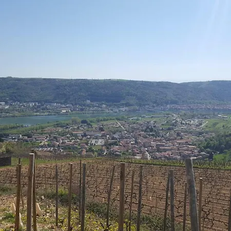 Les Vignes Ardechoises - Peuplier