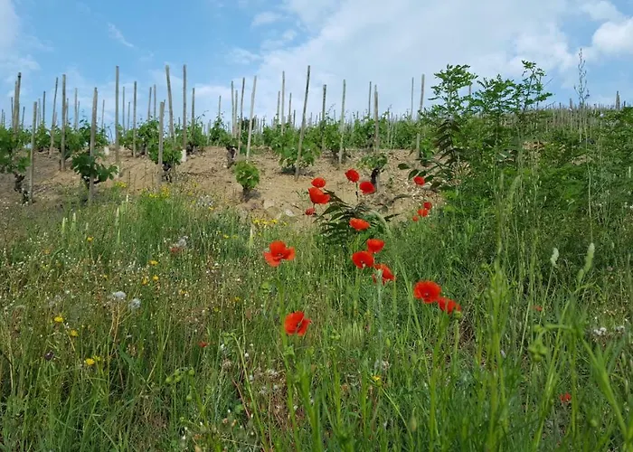 Les Vignes Ardechoises - Peuplier Holiday home Sarras