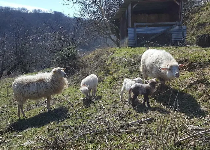 Les Vignes Ardechoises - Peuplier