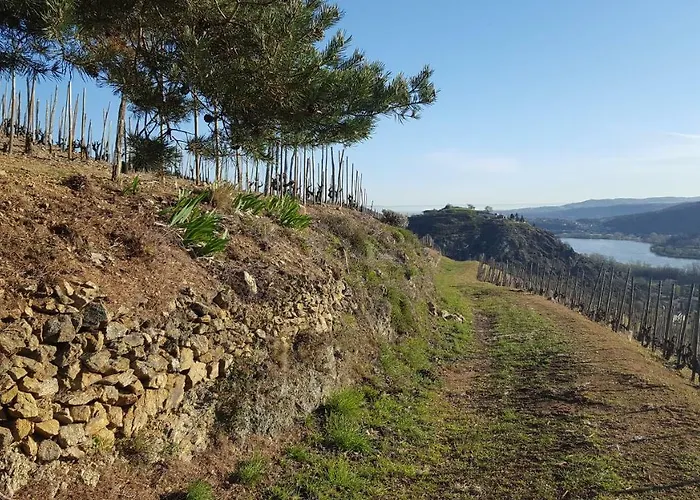 Les Vignes Ardechoises - Peuplier