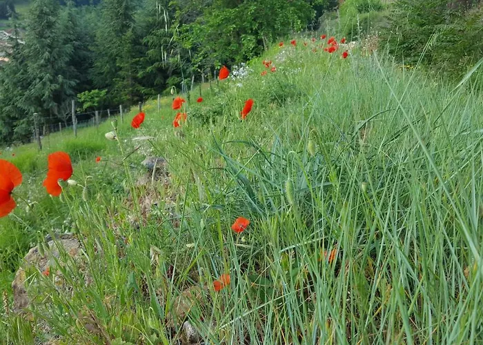 Les Vignes Ardechoises - Peuplier Sarras