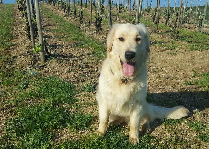 Les Vignes Ardechoises - Peuplier *