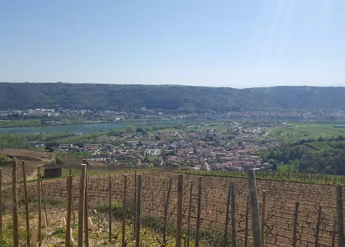 Les Vignes Ardechoises - Peuplier