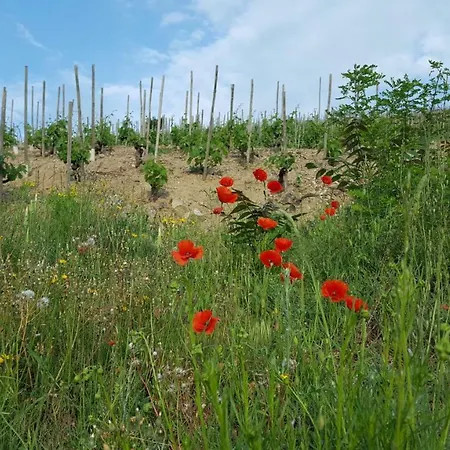 Les Vignes Ardechoises - Peuplier 別荘 Sarras