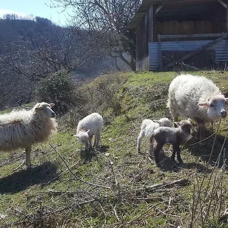 Les Vignes Ardechoises - Peuplier